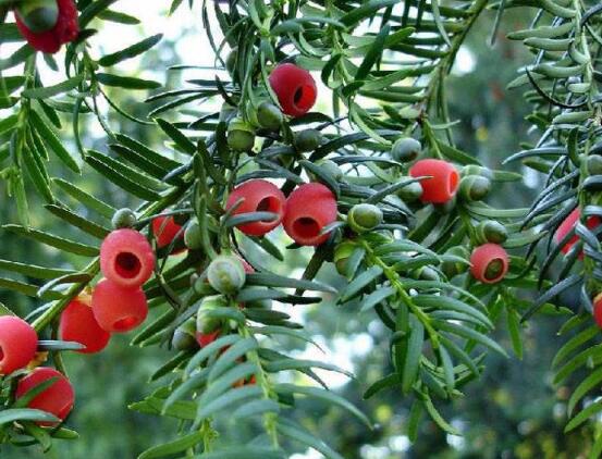 紅豆杉怎么換盆，三個簡單方法教你輕松學(xué)會