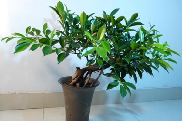 平安樹(shù)需要修剪嗎，打頂處理是修剪的第一步