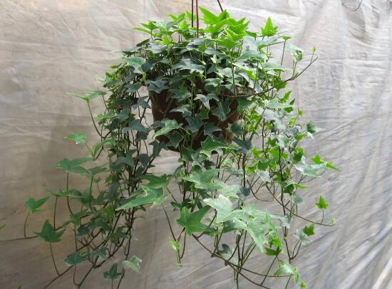 常春藤怎么修剪，常春藤摘心圖解