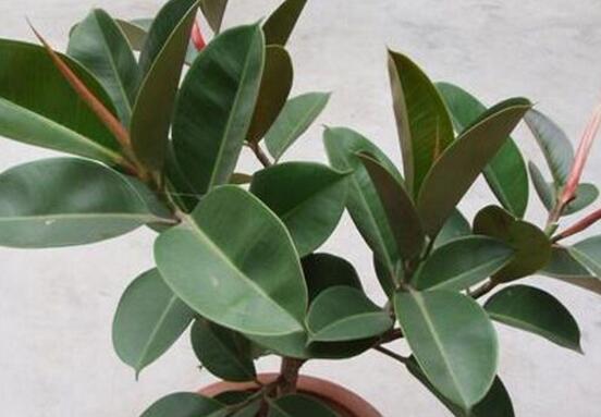 橡皮樹怎么養(yǎng)，牢記七個(gè)步驟就可養(yǎng)好