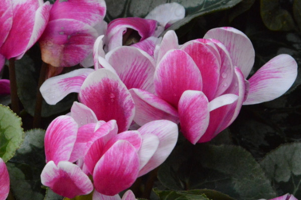 仙客來的養(yǎng)殖方法和注意事項(xiàng)