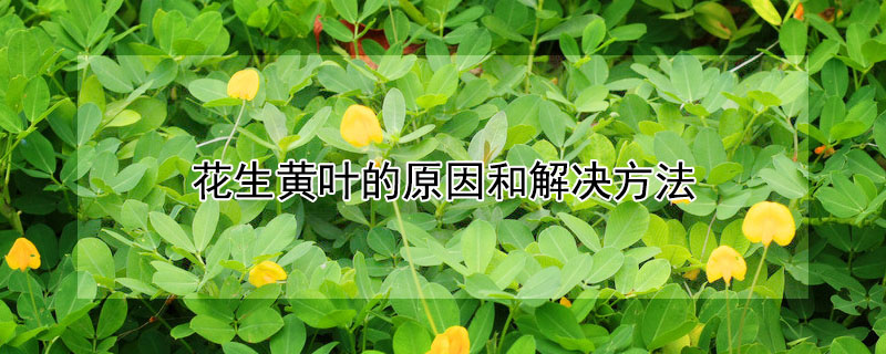 花生黃葉的原因和解決方法
