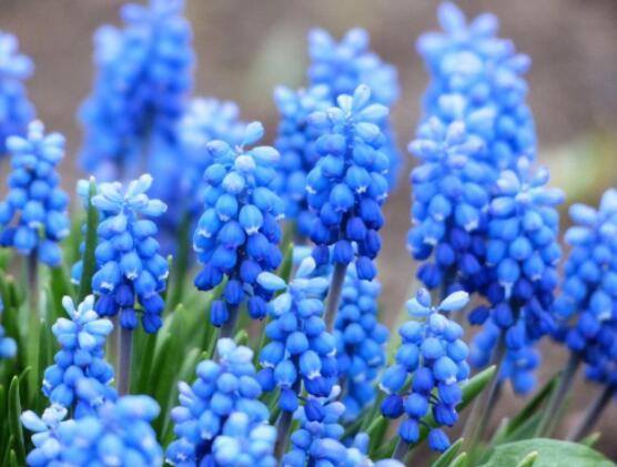 家里養(yǎng)風(fēng)信子好嗎，好/美化家居環(huán)境、凈化空氣