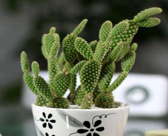 仙人掌怎么澆水和施肥，教你三個步驟便可生長枝葉翠綠