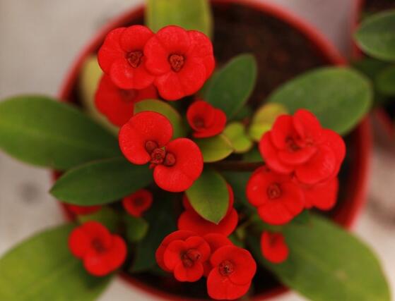 虎刺梅致癌嗎，長期接觸導(dǎo)致人們身體細(xì)胞癌變