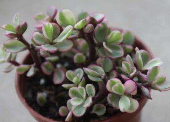 多肉植物雅樂(lè)之舞怎么養(yǎng)，注意五個(gè)要點(diǎn)一年四季常青
