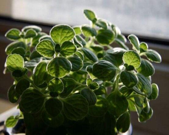 碰碰香放臥室可以嗎，可以/醒腦提神、凈化空氣、驅(qū)趕蚊蟲