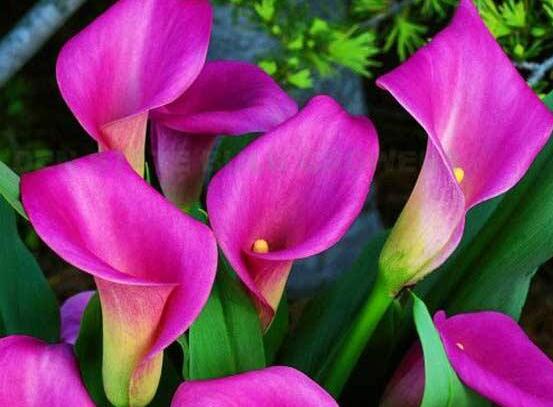 彩馬蹄蓮的養(yǎng)殖方法，做好五個要點花開艷麗