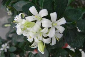 九里香花語是什么，九里香花的寓意象征愛情