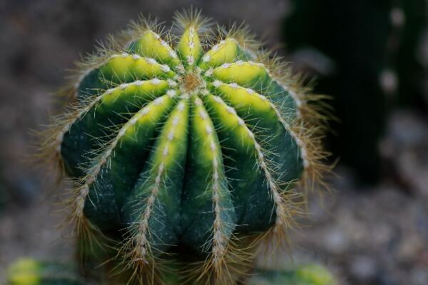 仙人球夏季怎么澆水，保持土壤處于干燥的狀態(tài)即可