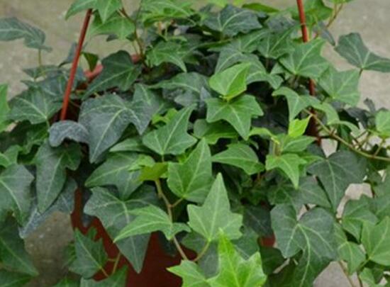 水培常春藤的養(yǎng)殖方法，老農總結的簡單易學三部曲