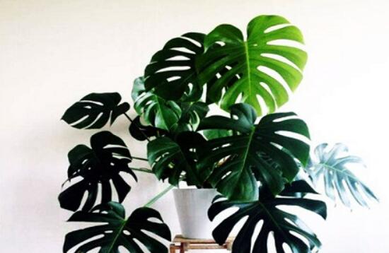 龜背竹怎么固定造型，龜體造型最受人們歡迎(美觀)