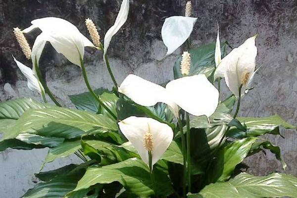 一帆風(fēng)順葉子發(fā)黃怎么辦，及時(shí)找出原因進(jìn)行補(bǔ)救