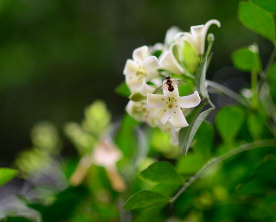 盆栽九里香的養(yǎng)殖方法，老農(nóng)教你七個最實用基本方法