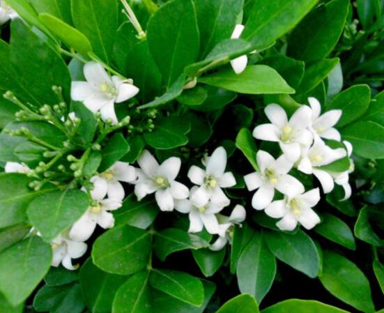 九里香花香的味道對人體有害嗎，有害/導致頭暈、胸悶