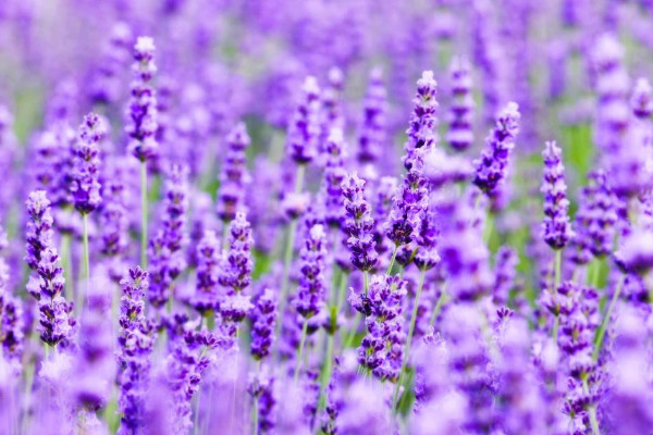 藍(lán)花鼠尾草與薰衣草的區(qū)別，薰衣草花香沁人心脾