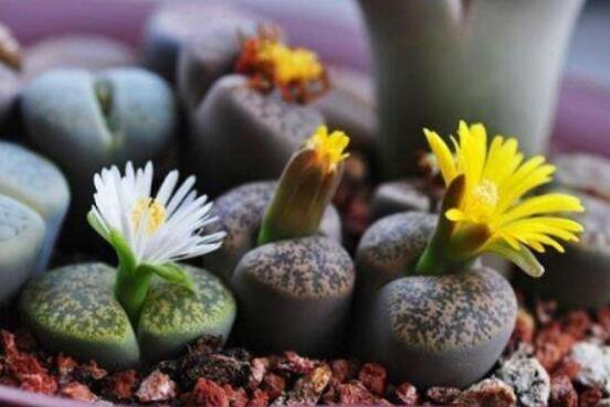 夏天生石花怎么養(yǎng)，做好五個要點可安然度夏