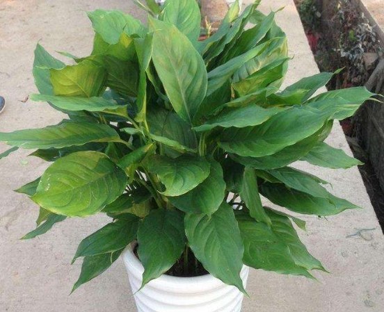 水培萬(wàn)年青的養(yǎng)殖方法和注意事項(xiàng)，學(xué)會(huì)以下三個(gè)步驟即可