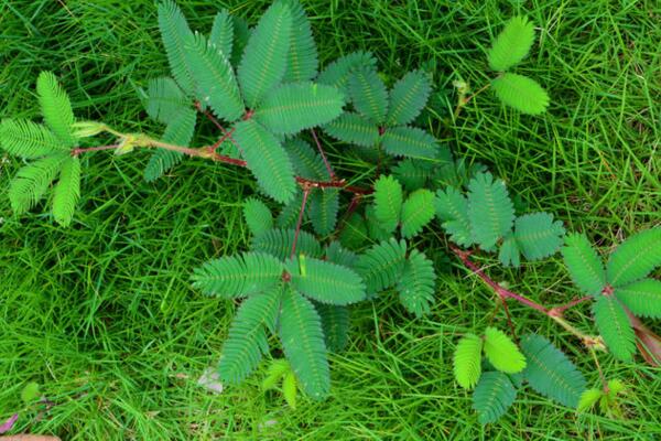 含羞草葉子不張開怎么辦，增加光照并加強(qiáng)通風(fēng)