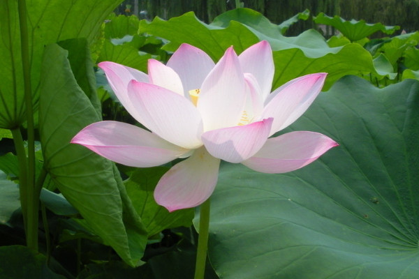 荷花冬天放室內(nèi)會開么