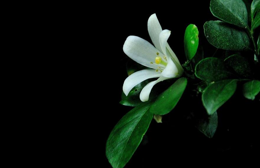 九里香幾月份開花，生長環(huán)境不同花期也不一樣