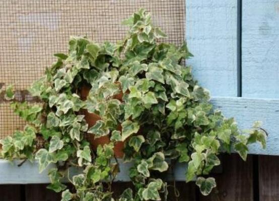 常春藤開(kāi)花嗎，花期從秋季一直到春季