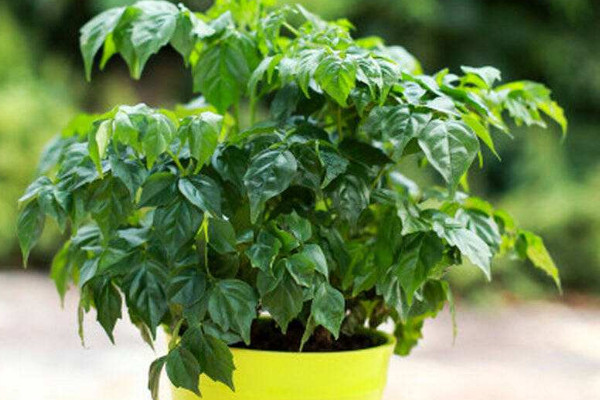 幸福樹幾天澆一次水好，春秋每隔5~7天澆灌一次