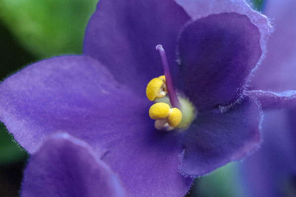 紫羅蘭冬天室外怎么養(yǎng)