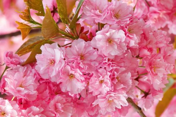 櫻花冬天怎么養(yǎng)護