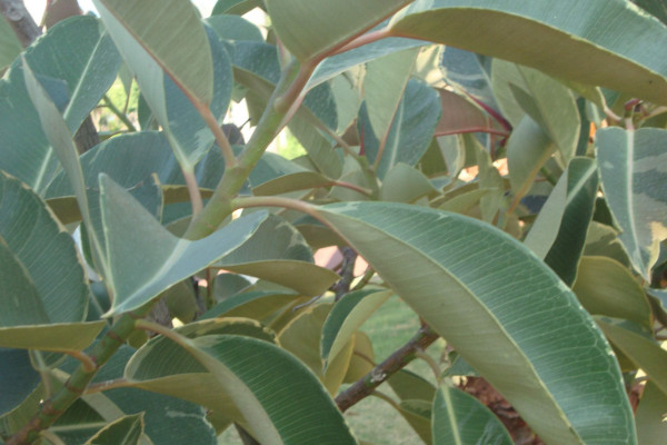 橡皮樹葉子卷怎么補救，增加溫度追肥換土