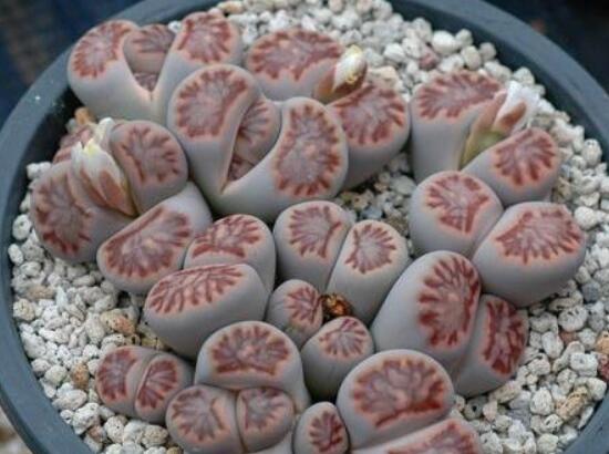 生石花夏天發(fā)皺，保持散射光環(huán)境/盆土疏松透氣