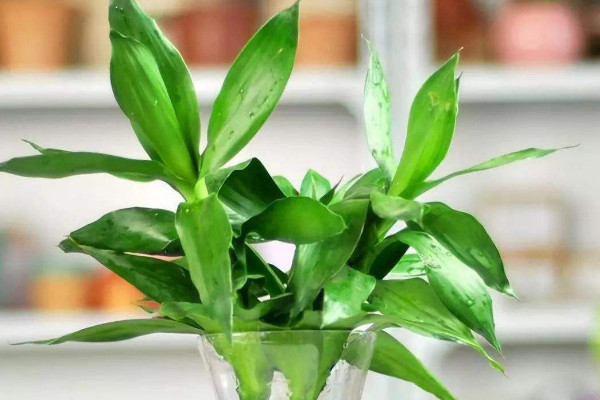 富貴竹水改土養(yǎng)方法