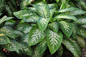 萬年青有哪些品種，萬年青的品種圖片大全