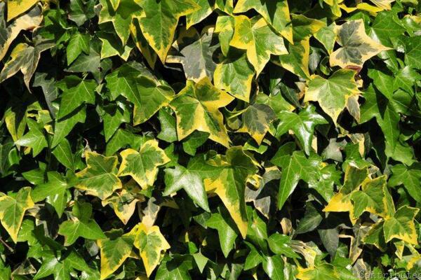 常春藤哪個(gè)品種最好，中華常春藤最為常見(jiàn)