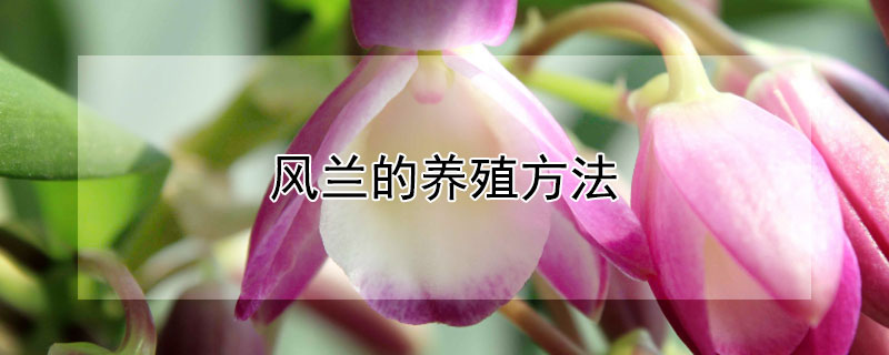 風(fēng)蘭的養(yǎng)殖方法