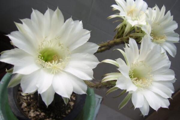 仙人球花和曇花的區(qū)別，介紹四種不同之處