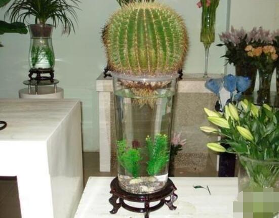 水培仙人球怎么養(yǎng)，教你六個最好步驟快速生根(7天)