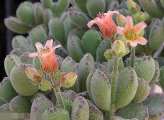 熊童子什么時(shí)候開(kāi)花，基本上都是在夏末秋初開(kāi)花