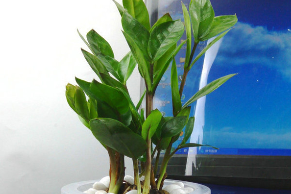 金錢樹(shù)能用樹(shù)葉培植嗎