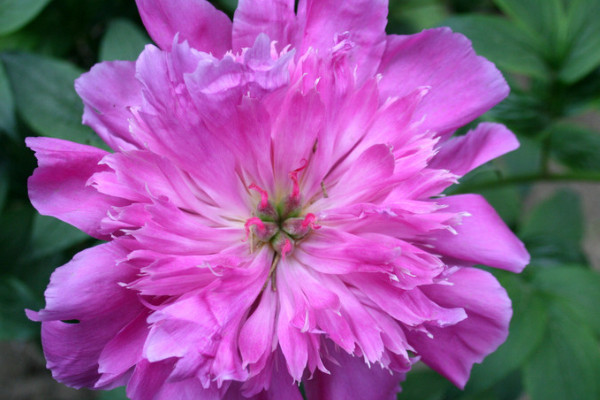 芍藥病蟲(chóng)害的防治方法