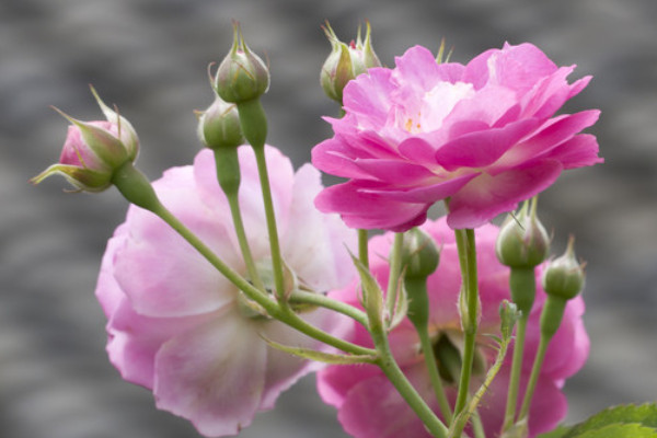 薔薇花是什么季節(jié)開(kāi)的