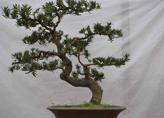 羅漢松盆景修剪技巧，教你三種修剪方法(疏剪/短剪/縮剪)