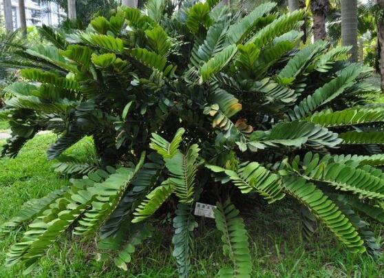 鐵樹品種，細數(shù)鐵樹最受喜愛八大品種