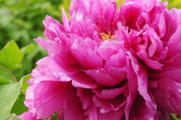 牡丹開(kāi)花前怎么施肥