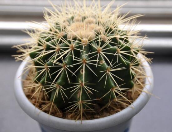 仙人球的作用與功效，美化環(huán)境、凈化空氣