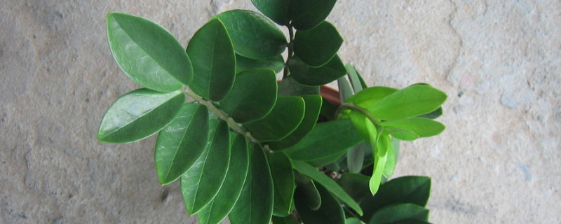 金錢(qián)樹(shù)夏天葉子發(fā)黃怎么辦