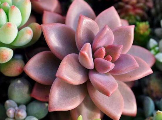 寶石花怎么繁殖，老農(nóng)總結(jié)四種繁殖方法(播種繁殖簡單易學(xué))