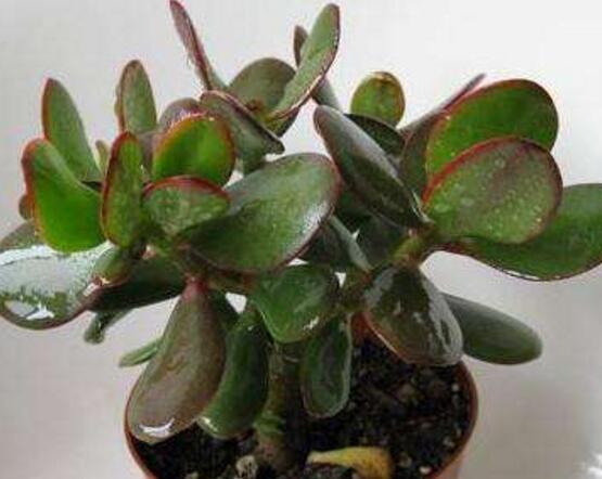 玉樹(shù)常見(jiàn)的病蟲(chóng)害防治，教你四種辦法簡(jiǎn)單學(xué)會(huì)