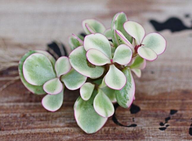 雅樂之舞花怎么養(yǎng)，4種養(yǎng)殖技巧保生長