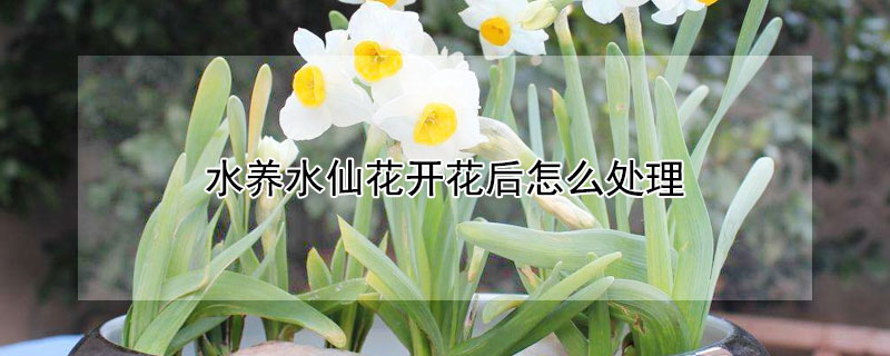 水養(yǎng)水仙花開花后怎么處理